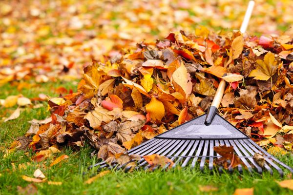 Cost of Leaves Removal in Reston