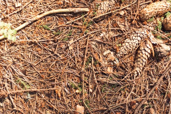 Cost of Pine Needles Removal in Reston