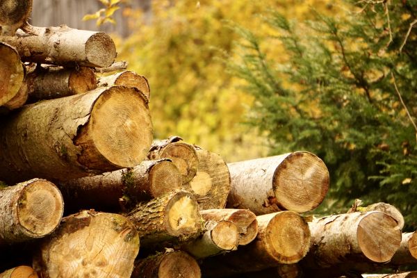 Cost of Wood Pile Removal in Reston