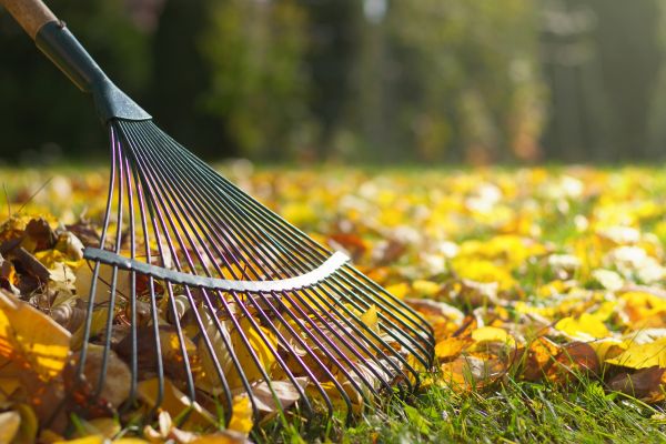 Cost of Leaf Raking Service in Reston