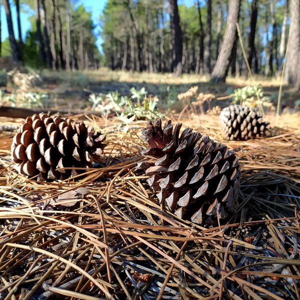 Cost of Pine Cone Removal in Reston