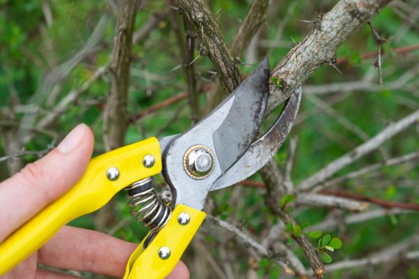 Cost of Limbs Removal in Reston