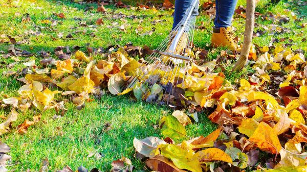 Cost of Lawn Cleanup Service in Reston
